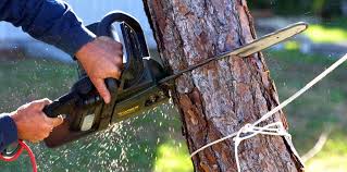 Best Tree Cabling and Bracing  in Homestead, FL