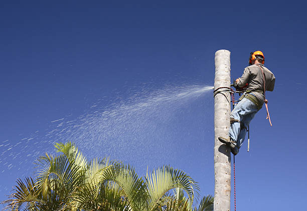 Best Palm Tree Trimming  in Homestead, FL