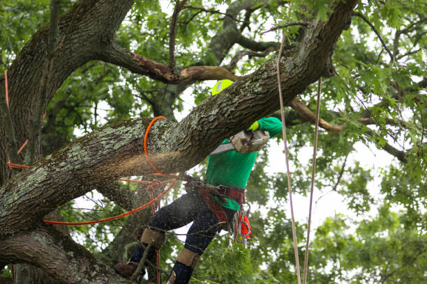 How Our Tree Care Process Works  in  Homestead, FL