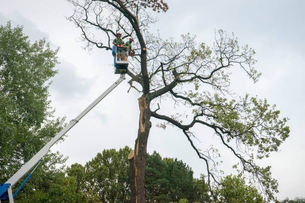 Reliable Homestead, FL Tree Care Solutions